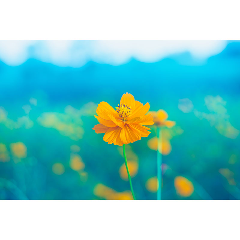 Ταπετσαρία χώρου με Yellow in the blue